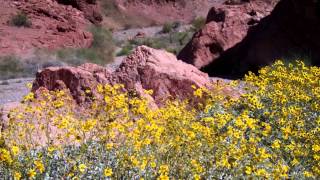 Bees on Brittlebush (Encelia farinosa) SARA Park Arizona