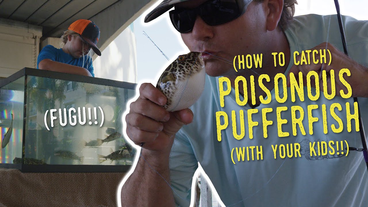 How to catch PUFFERFISH (FUGU!!!) YouTube