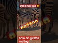 how do zebra mating 😱 #shorts #mating