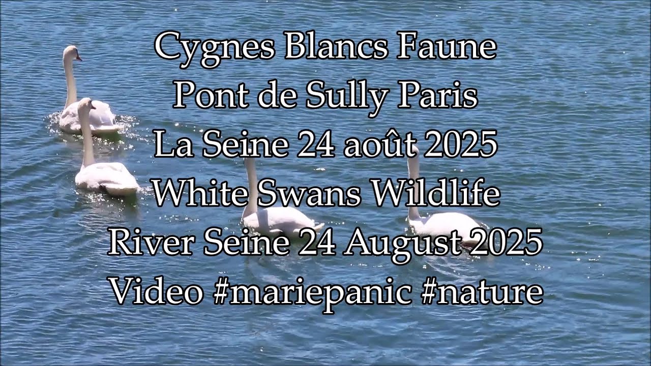 Cygnes Blancs Pont de Sully La Seine Paris 24 août 2025 No.1 #cygne #swan #paris #seine #nature