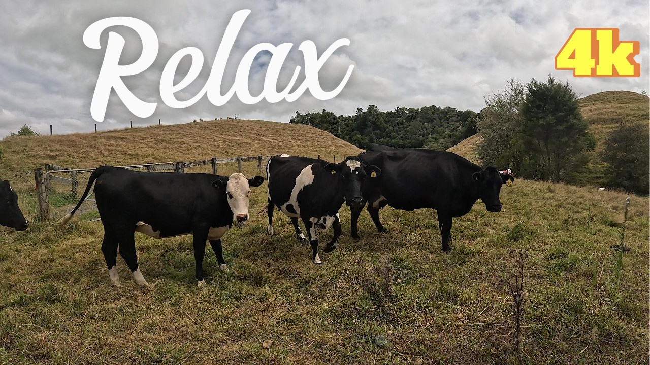 A Day on the Farm: Point of View Ride with Dog & Cows