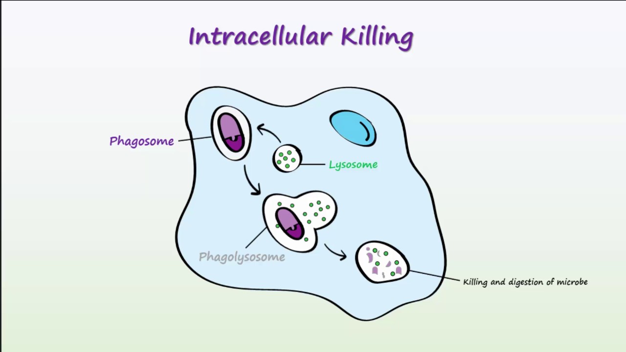 Phagocytosis Youtube