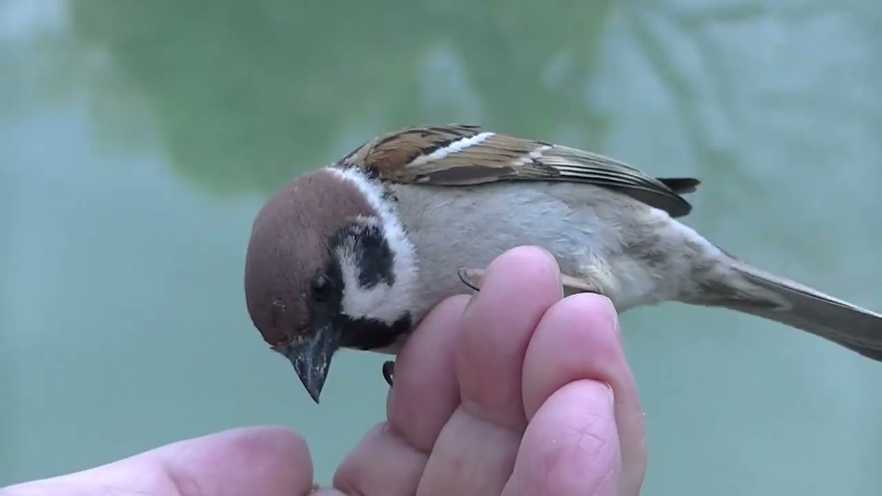 餌を貰いに手の上に飛んで来る雀達、20180413、（天満宮） - YouTube