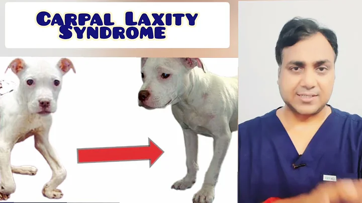 Síndrome de Carpal Laxity en cachorros: Causas, tratamiento y cuidados