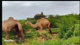 Download lagu Awr baar qaba iyo deegaan barwaaqo ah