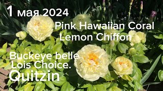 1мая2024.Первые цветы пионов Pink Hawaiian Coral,Buckeye belle,Lois Choice.Ещё цветёт Sugar&#39;n spice.