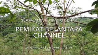 Suara denak hijau kecil terpadu untuk panggil burung hutan