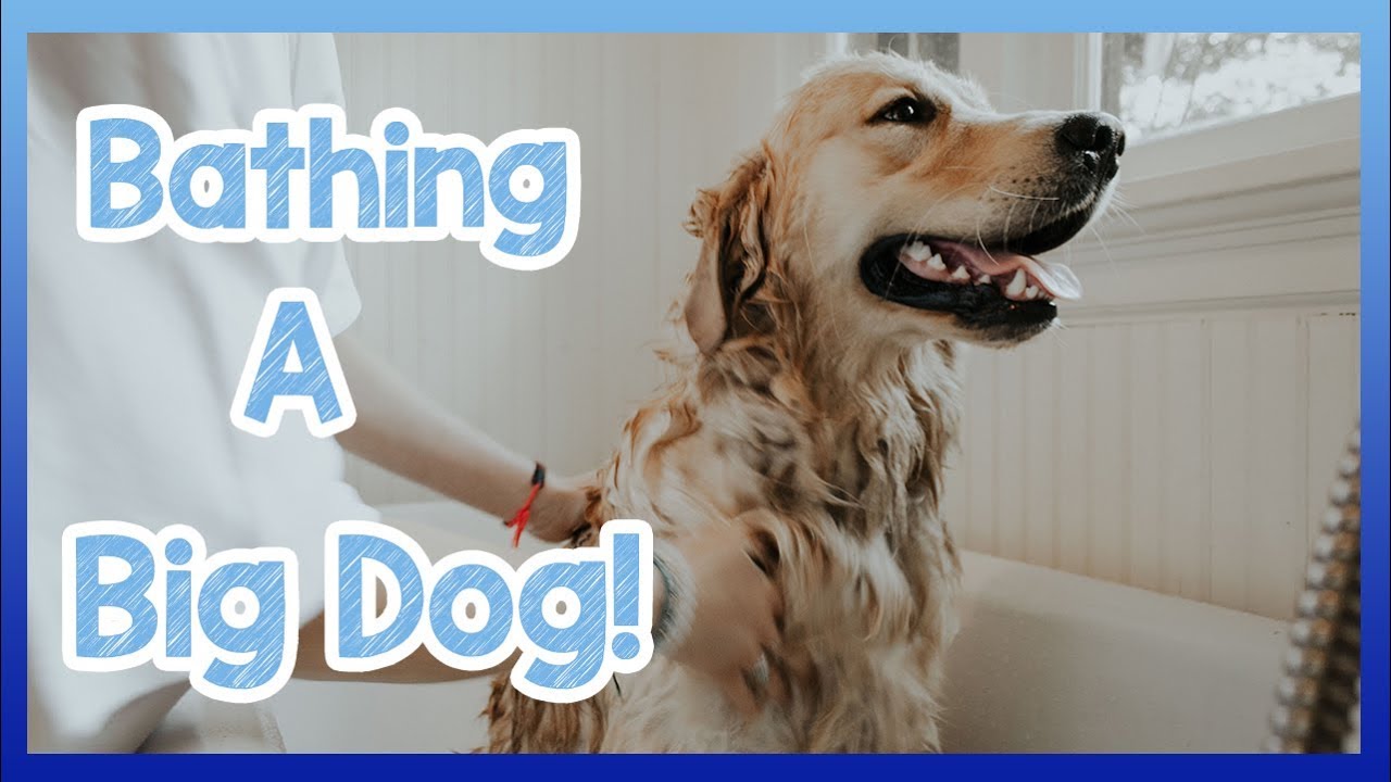 How to Bathe a Big Dog! How to Wash 
