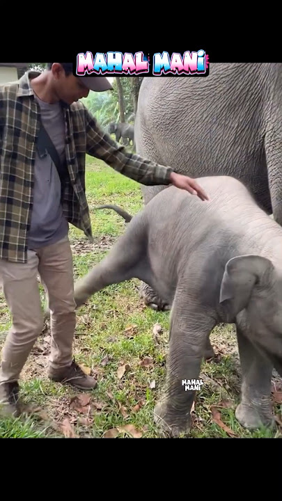 போடா லூஸ்சு பேன்ட் 😂 சூப்பர் கோல்டு குட்டி 😂😂😂