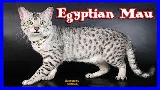 Egyptian Mau is an energetic, beautiful and playful cat who loves attention / Compilation