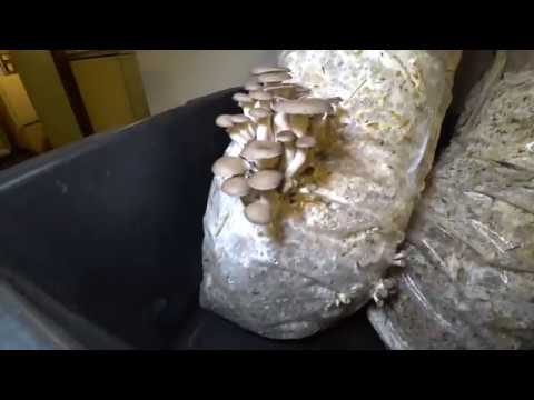 УРОЖАЙ ВЕШЕНКИ - ВТОРАЯ ВОЛНА!!!