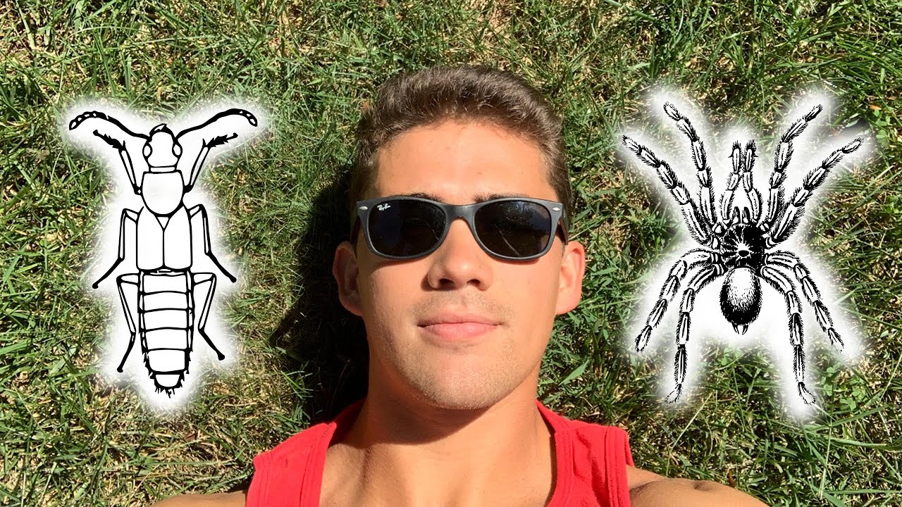 Preventing Summer Bugs like Springtails & Spiders