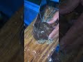 Black Sea Cucumber Cutting & Cleaning 🐙 Amazing Sea Creature