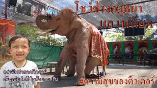 โชว์ช้างแสนรู้ The Elephant Show วังช้างอยุธยาแลเพนียด อยุธยา ประเทศไทย (Ayutthaya, Thailand)