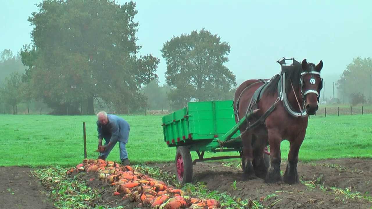 Belgian Draft Horsesbeet harvest with respect for the environmentBerlaarBelgium YouTube