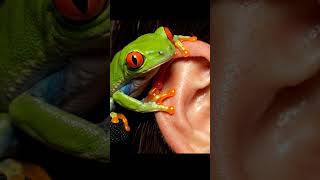 Red Eyed Frog Licks Human Ear