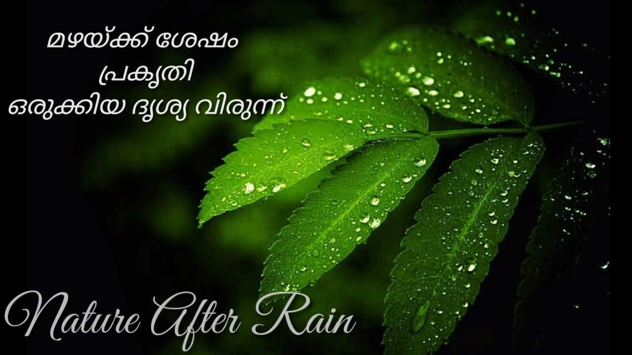 Nature after Rain |The Beauty of Nature after the Rain