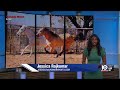 ‘Taken away in a literal flash’: Goldthwaite, Texas resident mourns horses killed by lightning