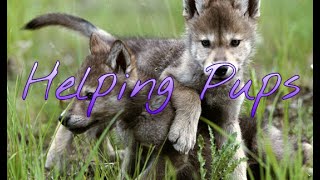 Wolf Online - Helping pups