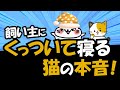 飼い主にくっつく体の場所で猫の本音・気持ちが出る!その理由を解説