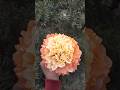DIY marigold flower| How to make marigold with tissue paper| DIY napkin flower| #shorts #craft