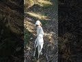 Un cazador encuentra restos de un perro desaparecido en las heces de los lobos