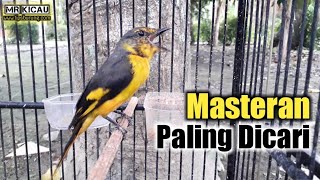Burung Kuniran Gacor Dorr | Masteran Paling Laris Kicau Mania