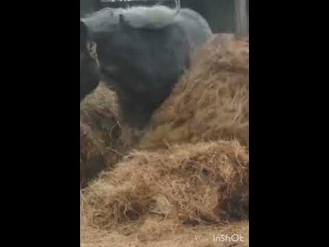Тяжеловоз.#кони #shorts - YouTube