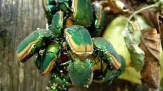 Green Beetles (Cotinus mutabilis)