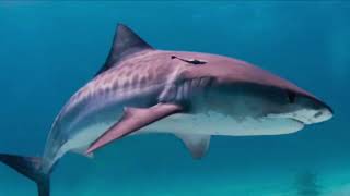 حقائق علمية عن سمك القرش من جورجينا