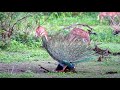 Peacock Mating Captured in the Wild | Pavo cristatus | Birds of Sri Lanka