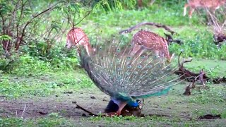 Peacock Mating Captured in the Wild | Pavo cristatus | Birds of Sri Lanka