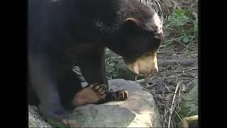 Медведь малайский - Helarctos malayanus malayanus - Малайський ведмідь - Malayan sun bear