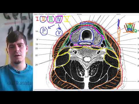 Топографическая анатомия области шеи: фасции шеи по Шевкуненко, клетчаточные пространства.