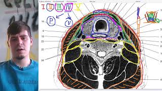 Топографическая анатомия области шеи: фасции шеи по Шевкуненко, клетчаточные пространства.