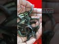 ভিয়েতনামের শোল মাছ চাষ | ০১৮২৭-৫৫৮০৫০ আজিজুল হক #fishing #shortsviral #shortsfeed