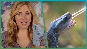 EXPERIMENT! How Snake Venom Kills You | BBC Earth Explore