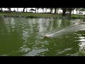 Feilun FT009 RC boats duelling