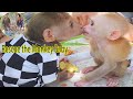 Rescue the Monkey Baby Sam Asher to visit and give money to the poor Monkey