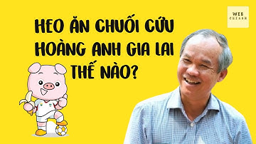 Heo Ăn Chuối Cứu Hoàng Anh Gia Lai Thế Nào?