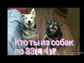 Кто ты из собак по ЗЗ? (4 ч)