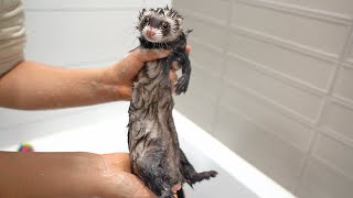 페럿이 목욕을 좋아하게 된 이유ㅣThe reason why ferret likes bathing