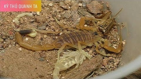 Cận cảnh loài bọ cạp lột xác - scorpion molting | Kỳ Thú Quanh Ta