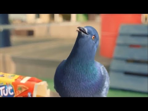 Голубь Наташа