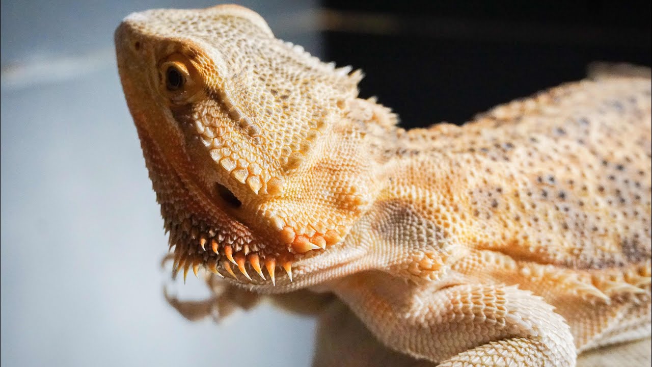 Bearded Dragon Care YouTube