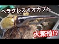 ヘラクレスを交尾させて卵を沢山産ませてみた【カブトムシ飼育】