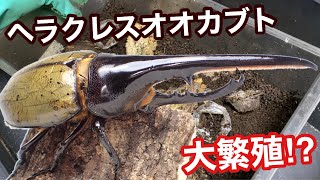 ヘラクレスを交尾させて卵を沢山産ませてみた【カブトムシ飼育】