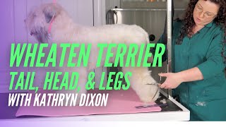 Wheaten Terrier Tail Head Legs with Kathryn Dixon by GroomerTV 7,738 views 3 years ago 14 minutes, 32 seconds