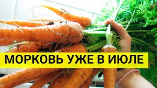 Сорта ранней моркови для потребления в июле
