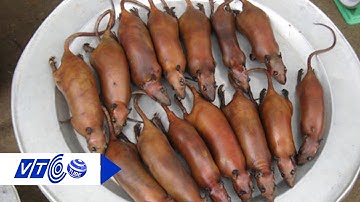 Cách chế biến thịt chuột vừa ngon lại an toàn | VTC